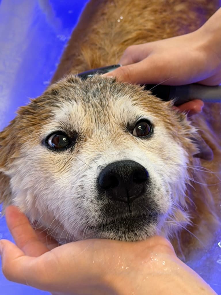 マイクロバブルバスでお手入れ中のわんちゃん