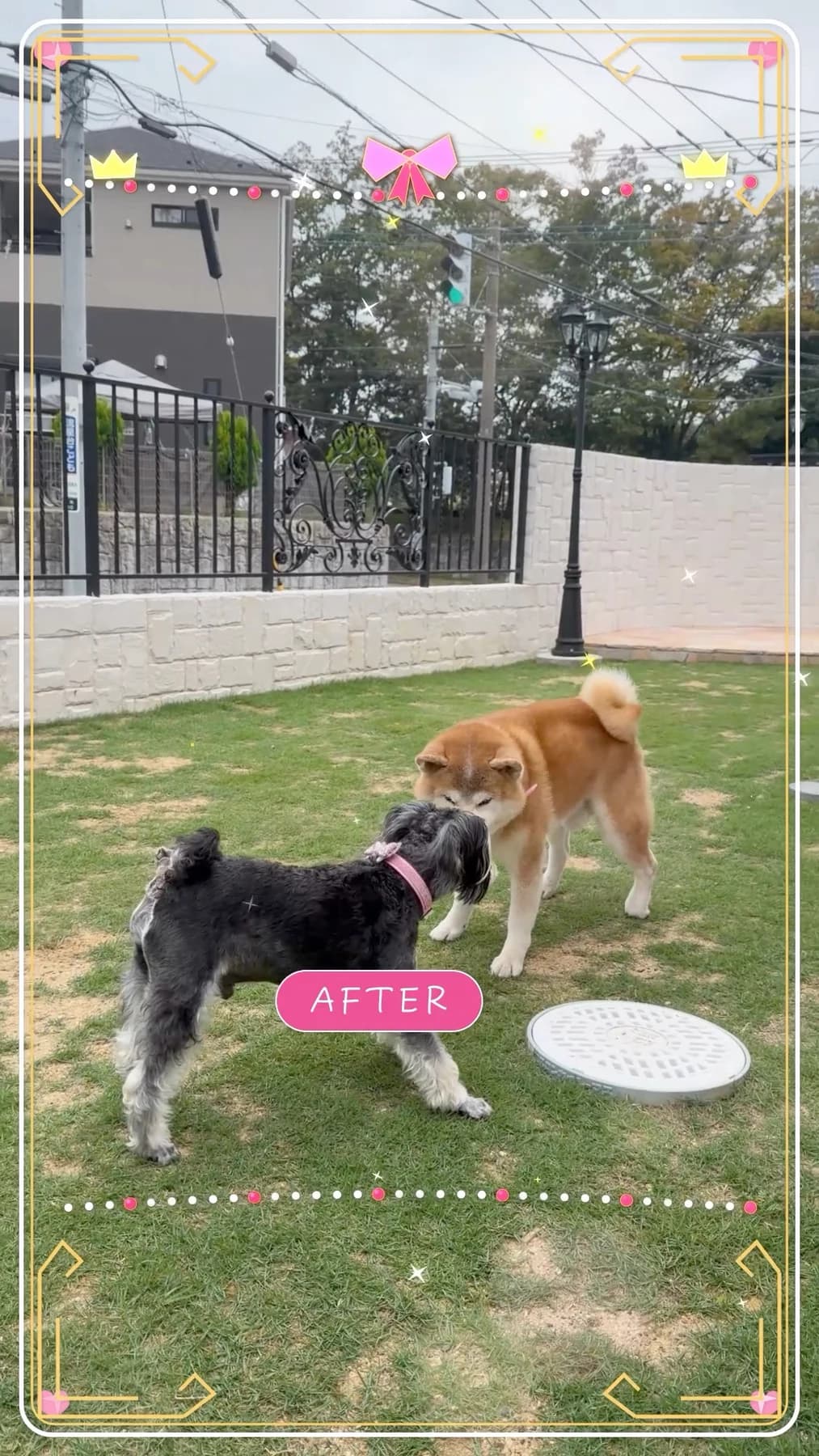 Château Princesseの芝生のお庭で向かい合う2匹の犬