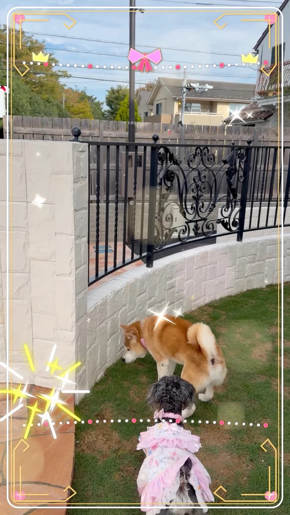 芝生のお庭を一緒に歩く2匹の犬
