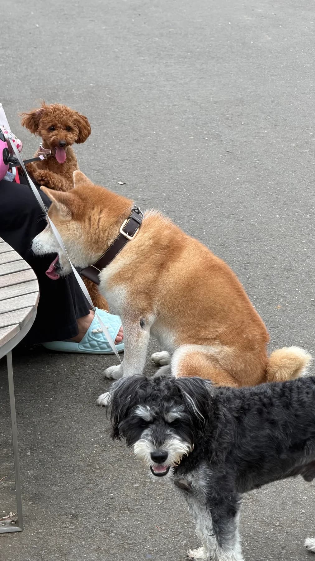 お出かけ中の3頭のわんちゃん